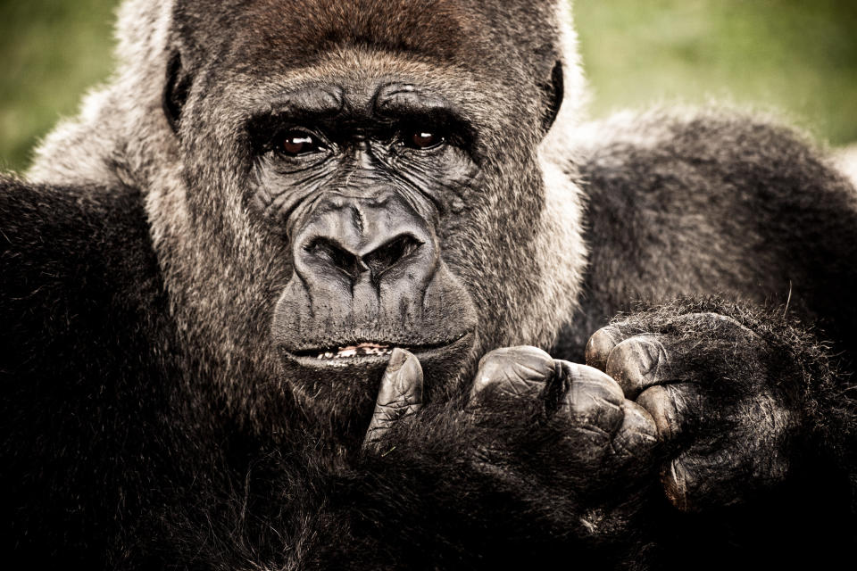 Gorilla Portrait