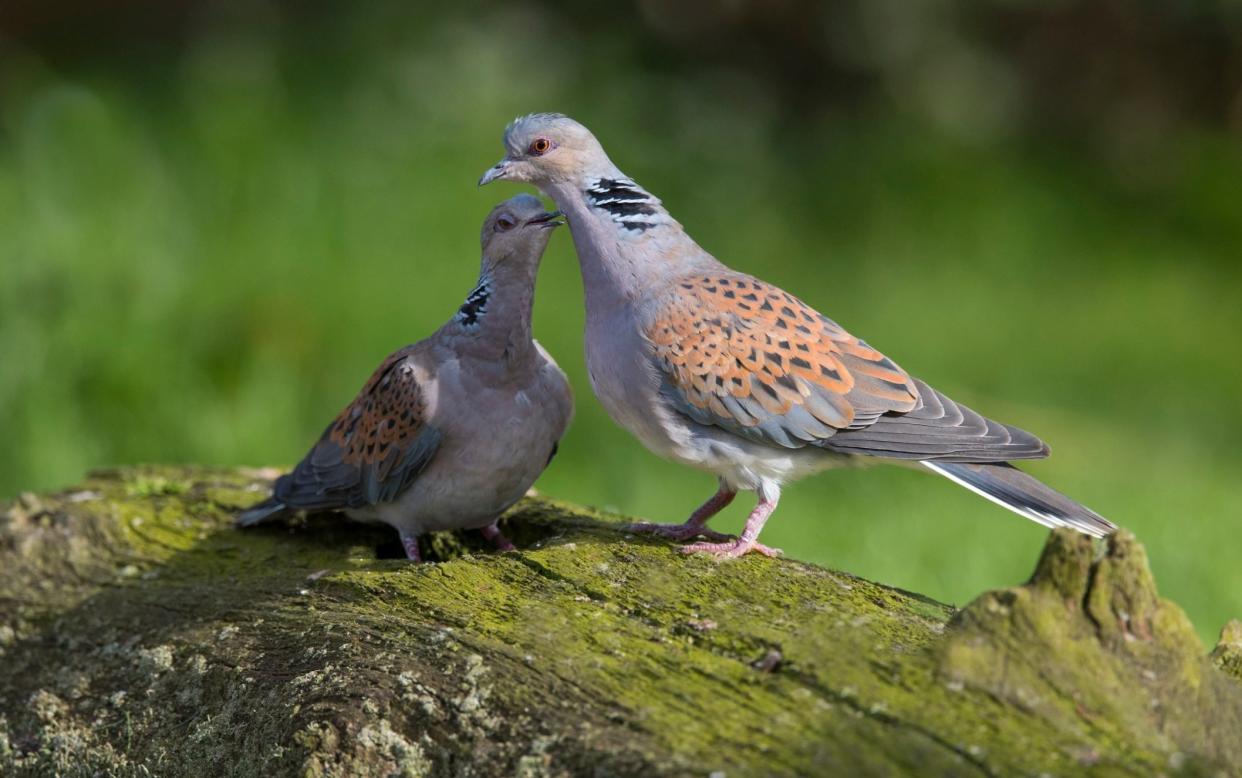 Turtle dove numbers have plummeted by 98 per cent since the 1970s - Getty Images Contributor/ Mike Powles