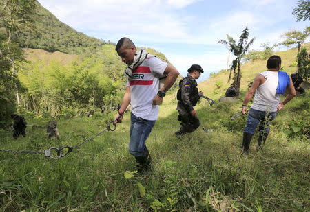 Prison guards escorts handcuffed inmates who are looking for a pit in a rural area close to Chaguani, Colombia, June 18, 2015. REUTERS/Jose Miguel Gomez