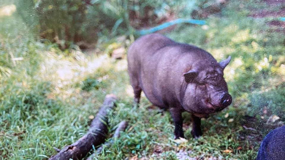 A pig about the size of a big dog showed up in Yvette Walker’s KCK backyard one day in 1999.