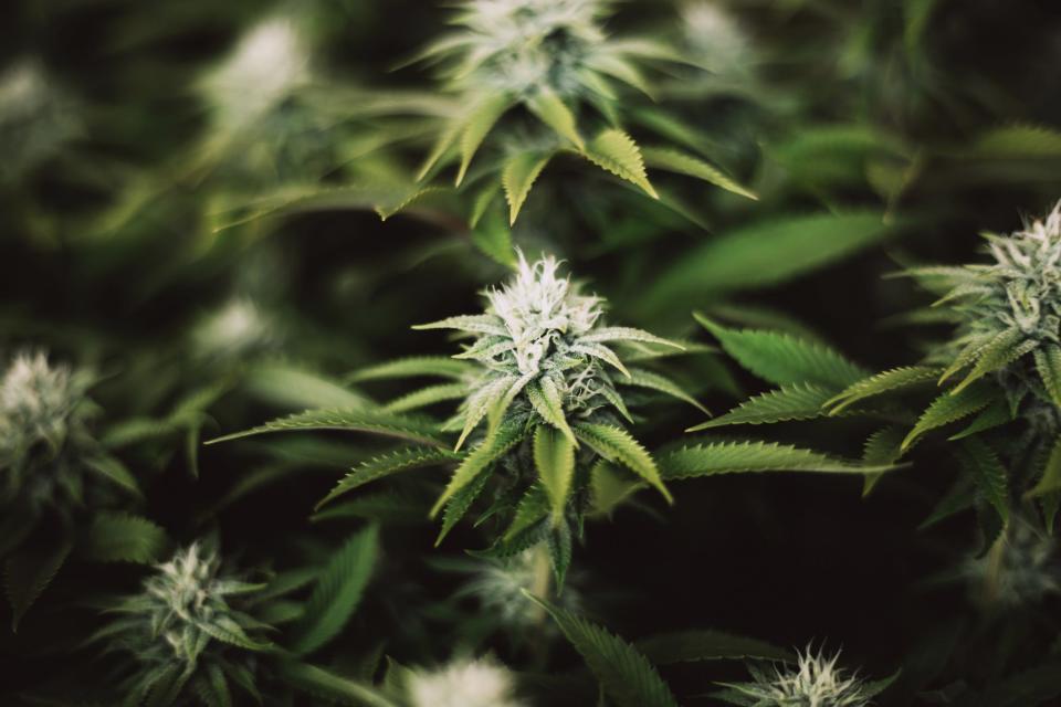 weed thc marijuana cbd cannabis