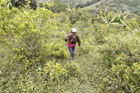 Teresa Escue, sister of Angel, walks in a coca plantation close to Toribio February 5, 2014. REUTERS/Jaime Saldarriaga