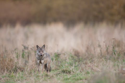 Bialowieza Forest is home to bison, wolves and wild boars - Credit: getty