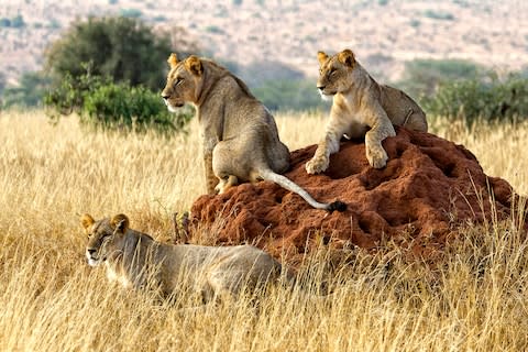 July: Mark Rutley spies a pride of lions through the grass of Tsavo National Park in Kenya - Credit: Mark Rutley