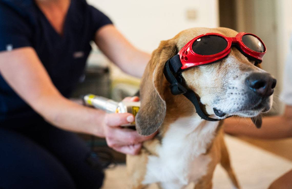 Dr. Meredith Binder performs cold laser therapy on a dog named Olive in late June. Cold laser therapy is a post-acupuncture treatment aimed at reducing inflammation and increasing blood flow to the targeted areas.