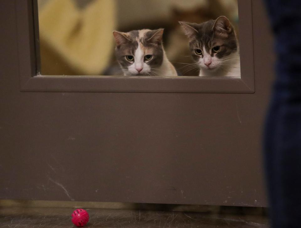 A pair of cats look at a stray rattle ball during the Cat Pong Tournament of Champions at the Shelter Slumber Pawty on April 6.