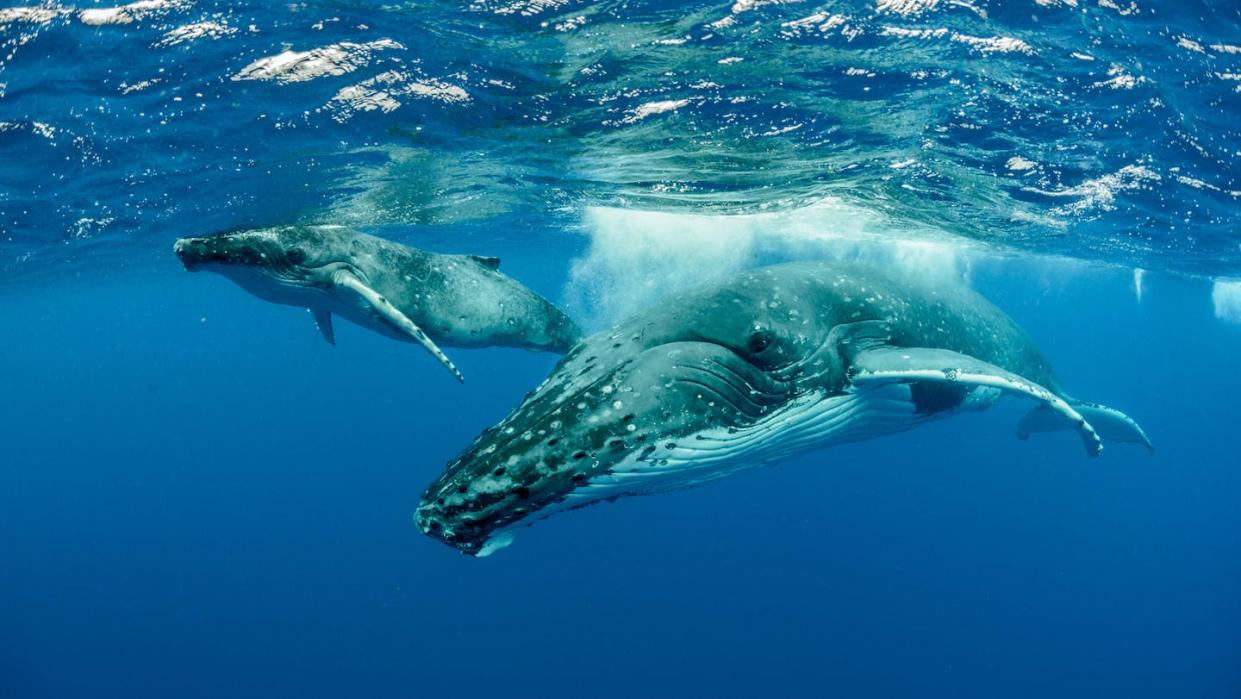 Ballenas jorobadas en el océano Pacífico. <a href="https://www.shutterstock.com/es/image-photo/humpback-whales-pacific-ocean-1218839434" rel="nofollow noopener" target="_blank" data-ylk="slk:Imagine Earth Photography / Shutterstock;elm:context_link;itc:0;sec:content-canvas" class="link ">Imagine Earth Photography / Shutterstock</a>