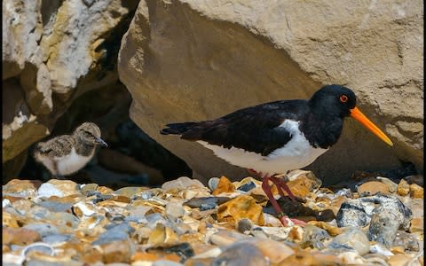 Oystercatchers are one species found on the island - Credit: &nbsp;steve hogan photography