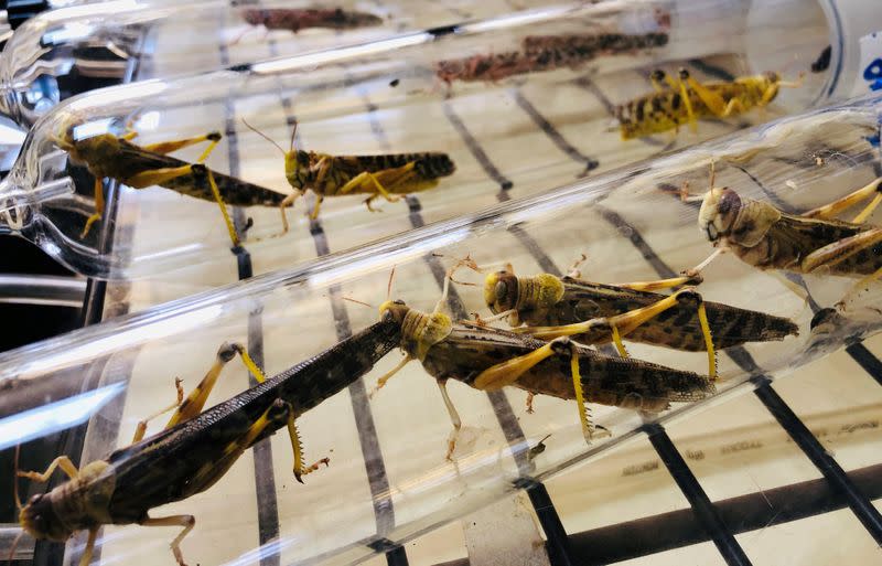 Locusts used for research are seen inside glass tubes inside a laboratory at the International Centre of Insect Physiology and Ecology (ICIPE) in Nairobi