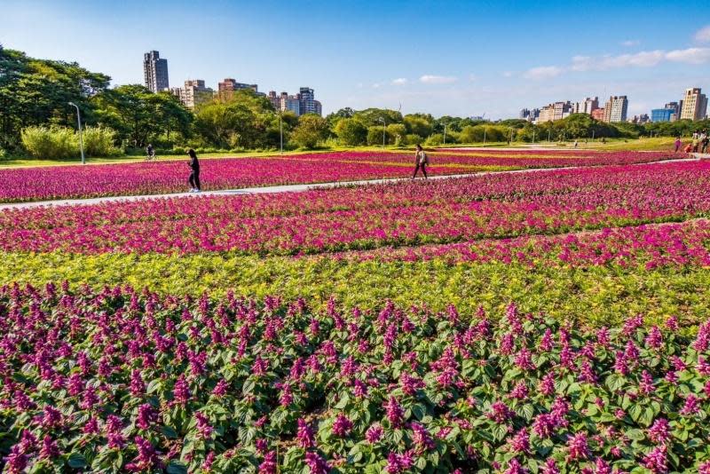 古亭河濱花海（圖片來源：台北市政府工務局水利處）