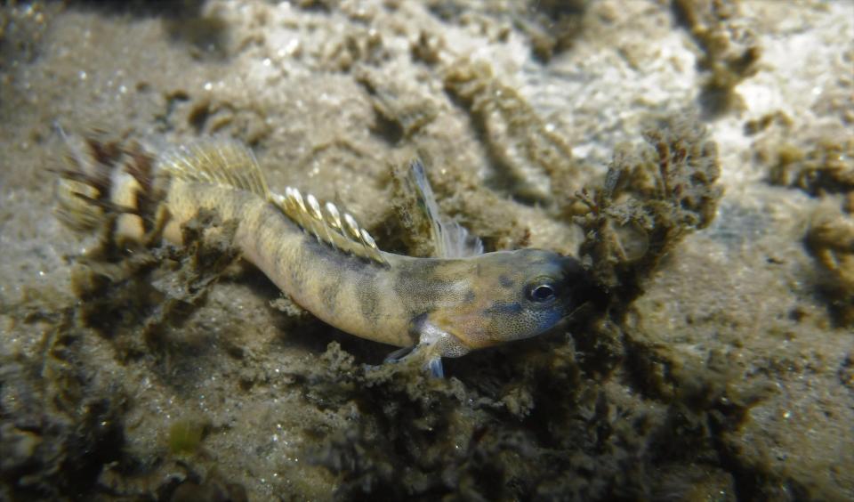 The Citico darter population in Abrams Creek was eliminated in 1957 when a pesticide removed all native fish downstream of Abrams Falls. The restoration of the darter has had success, but it is limited to sections of Citico Creek, Tellico River and Abrams Creek.