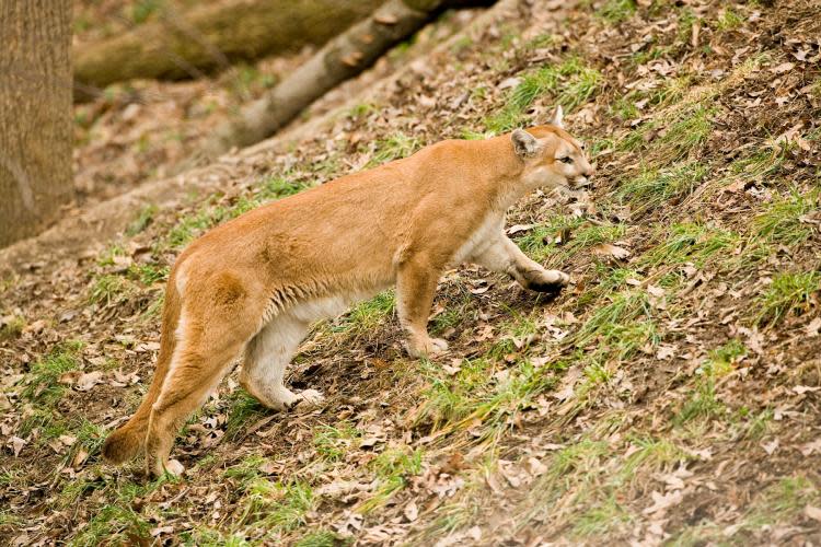 Deer is a favorite food, but mountain lions also take smaller mammals including rabbits, beavers, opossums, raccoons, skunks, coyotes, other cougars, domestic cattle and sheep.