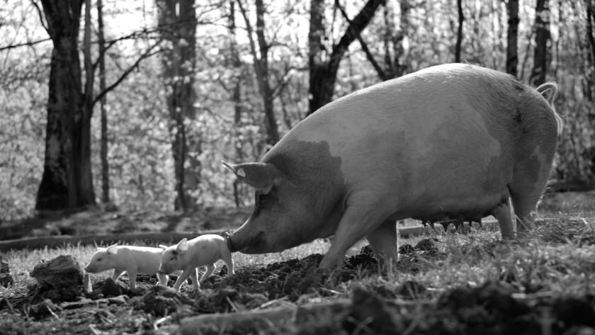 A still from the documentary "Gunda" directed by Victor Kossakovsky.