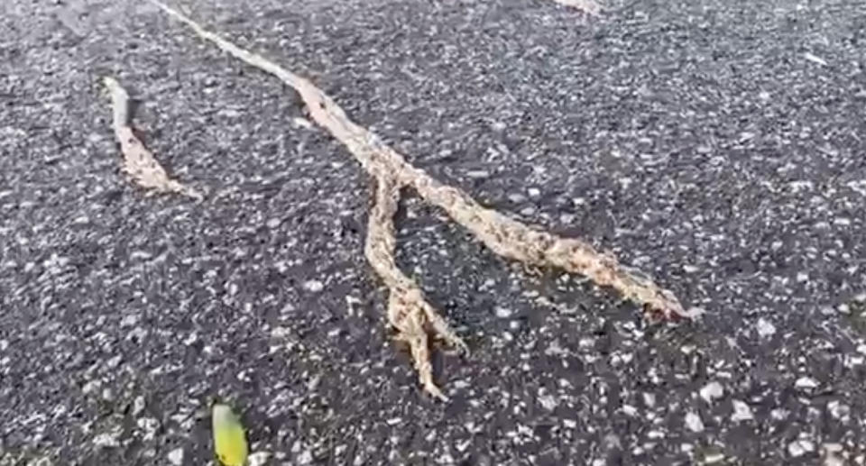 Photo showing a stick-like mass group of larvae moving across a road in Ohio.