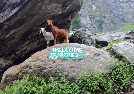 Goats are pictured next to a sign painted on a rock along a route of the on-going Hindu pilgrimage to the holy cave of Amarnath, near Pahalgam