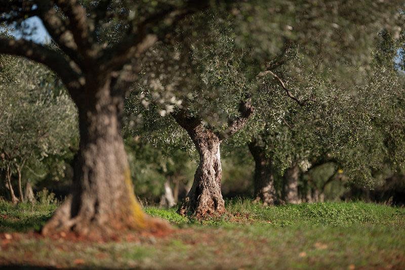 The Chiavalon family's olive groves