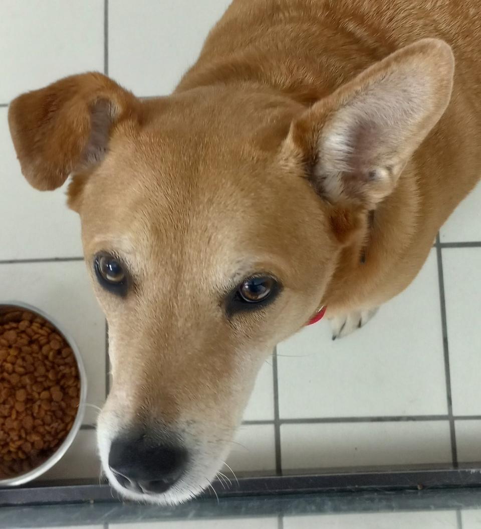 Name: Cookie

Gender: Female

Age: 4 years old

Weight: 60 pounds

Species: Dog

Breed: Mixed Breed – Tan

Orphaned Since: January 2022

Adoption Fee: $150

 

Who’s a good girl? I am! My name’s Cookie and I’m sooo sweet, if I may woof so myself. I’m a friendly girl who likes to go for walks and make new friends. I’ve never met a stranger. I also enjoy playing with children. I’m mellow, obedient and can’t wait to be your constant companion. If you’d like a loving girl like me in your life, paw your way over to www.spcaflorida.org/appointment and schedule a time to meet me, Cookie!