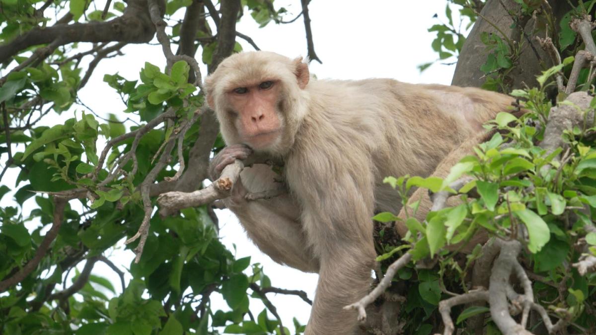 Les scientifiques apprennent des singes qui ont miraculeusement survécu à l’ouragan Maria