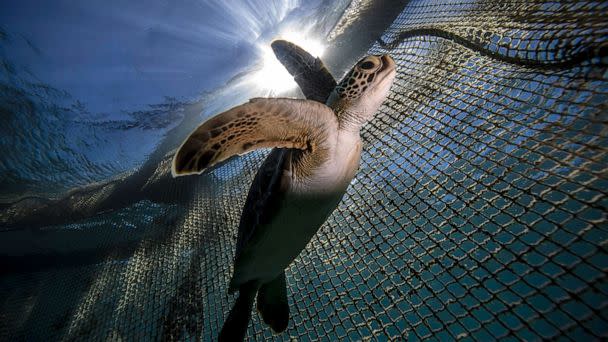 PHOTO: A sea turtle is seen at Sea Turtles Research Rescue and Rehabilitation Center in Mugla, Turkey on Aug. 18, 2021. (Sebnem Coskun/Anadolu Agency via Getty Images, FILE)
