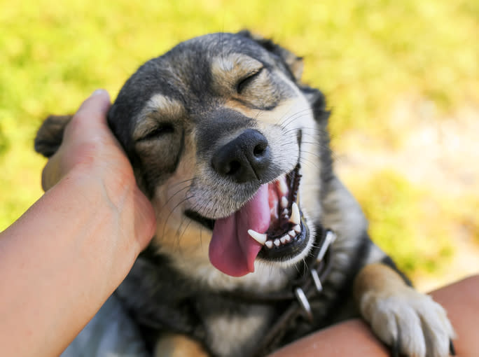 dog being tickled behind ear