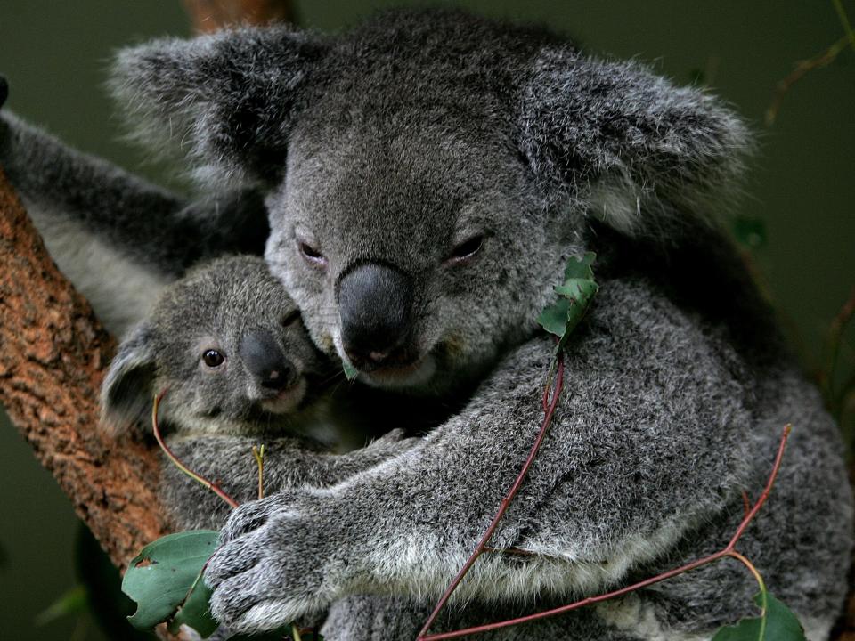 Koala