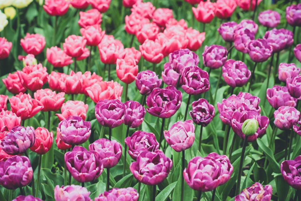 GettyImages-937483372-Double tulip