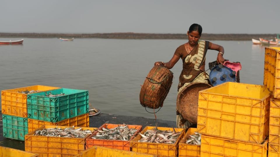 The good days with healthy fish catchs are less frequent, according to members of Mumbai's Koli community. 