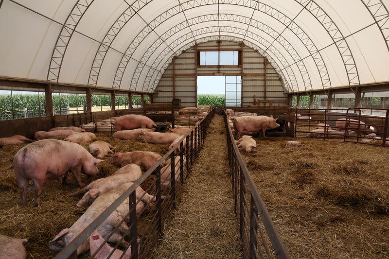 A pig farm for Niman Ranch located in Maryland, U.S.