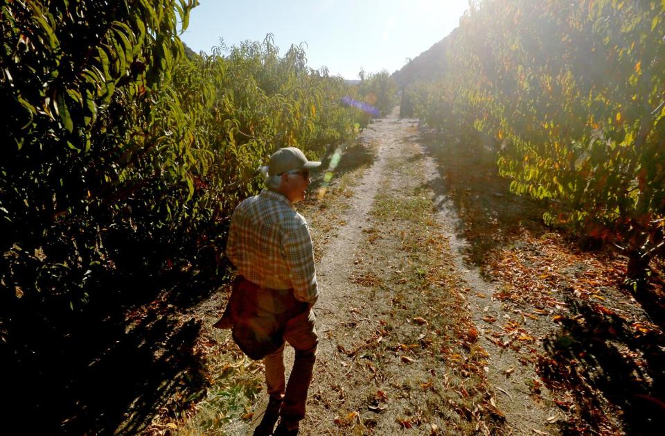 A man walks in an orchard.