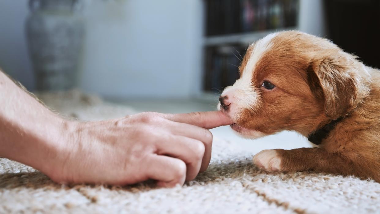  Puppy biting person's finger. 