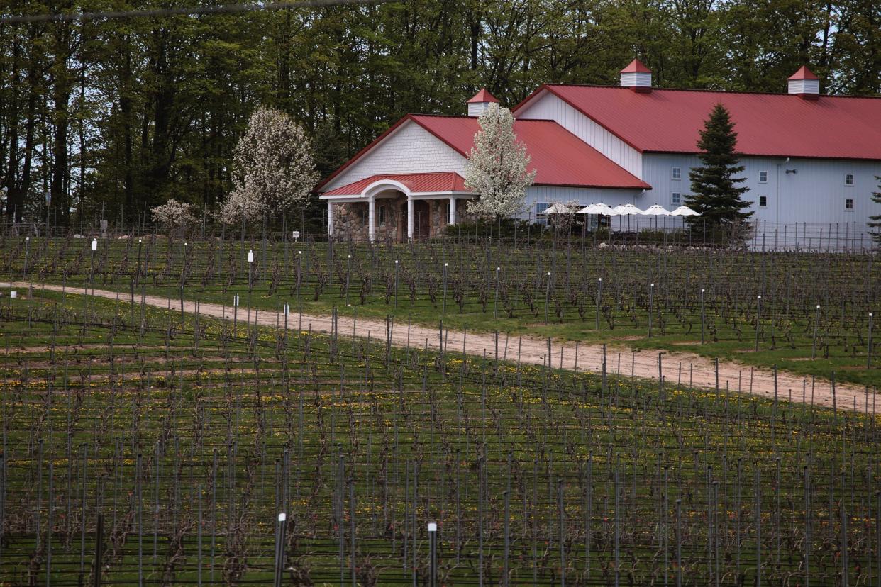 Four thousand five hundred grape plants cover thirty-four acres used in the eighty-acre parcel of land at Brys Estate Vineyard & Winery located on the Old Mission Peninsula in Traverse City on Wednesday May 15, 2013. The winery produces 8,500 cases of wine grown on the property a year.