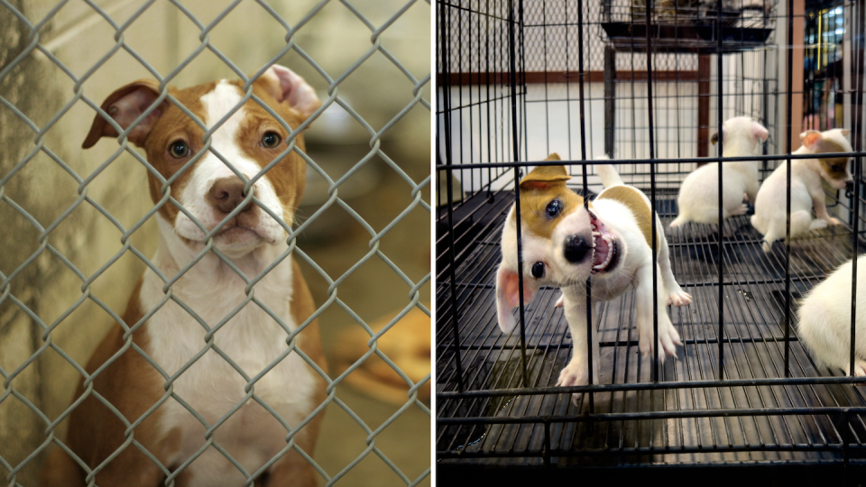 A dog in an animal shelter, and puppies for sale (Photos: Getty Images)