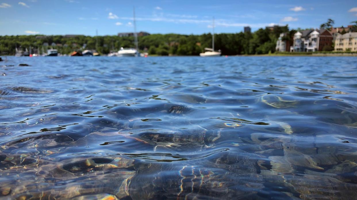 Clear waters of the Northwest Arm in Halifax, Nova Scotia. (Brett Ruskin/CBC - image credit)