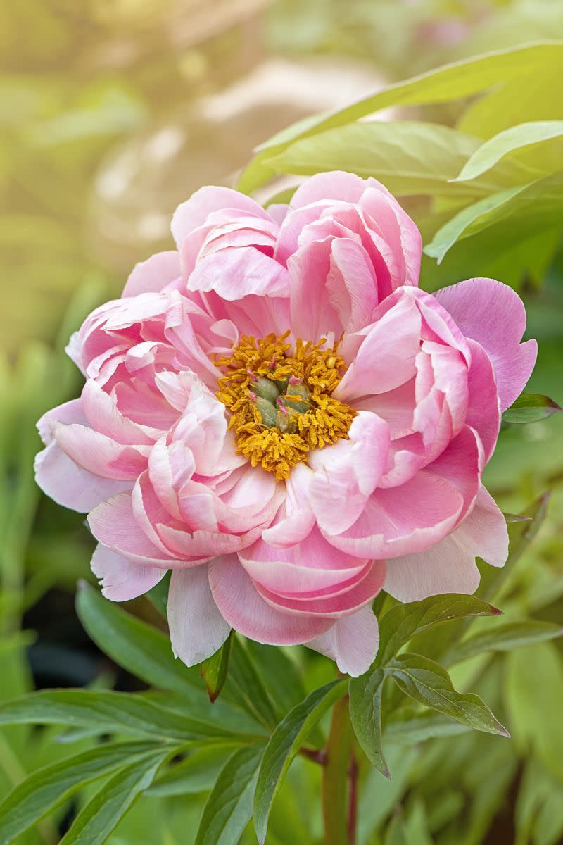 summer flowers peony