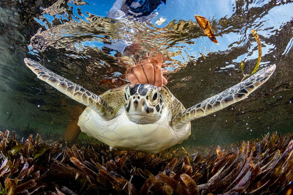 A green sea turtle in Seychelles.