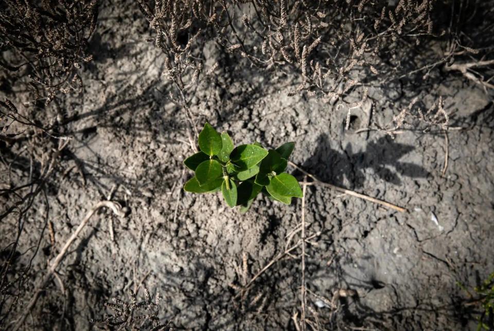 A young black mangrove grows near dead pickleweed along Oso Bay.