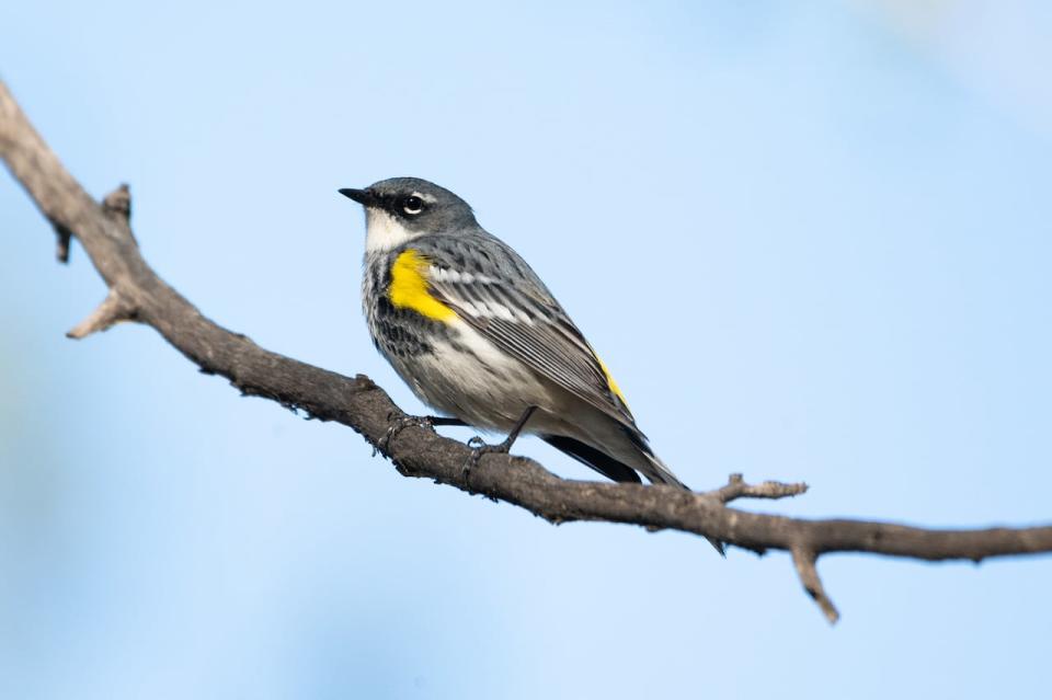 Yellow-rumped Warblers are just one of the many bird species that utilize the natural habitat of the Dr. Thomas S. and Mary Wilson Nature Preserve.