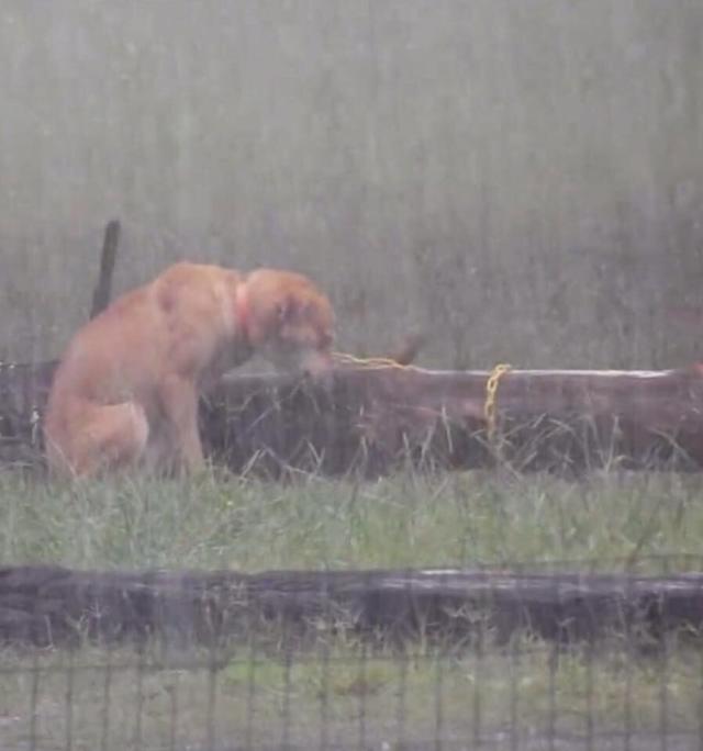 is it animal cruelty to keep a dog outside in the rain