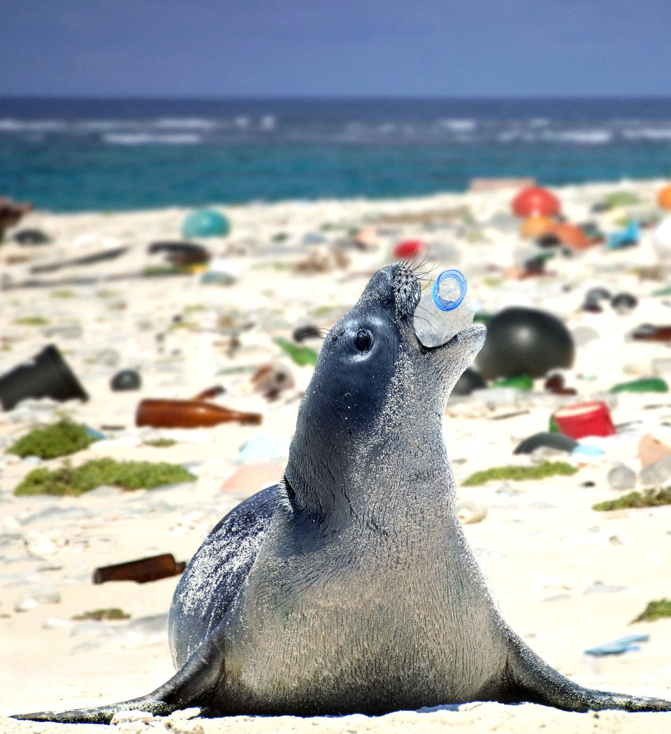 <p>A Hawaiian monk seal, neomonachus schauinslandi, plays with an empty plastic bottle on a beach covered with plastic garbage. (Composite photograph by Paulo de Oliveira/ARDEA/Caters News) </p>