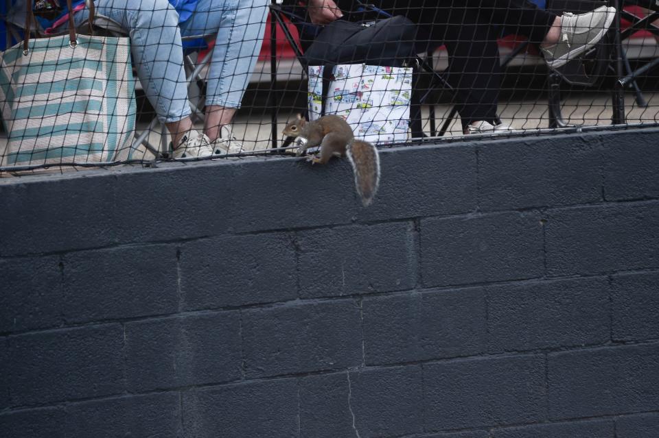 FILE - A squirrel runs onto the field during the Augusta Christian and Wilson Hall 4A state playoff baseball game at Augusta Christian on Wednesday, May 10, 2023. Augusta Christian defeated Wilson Hall 8-5.