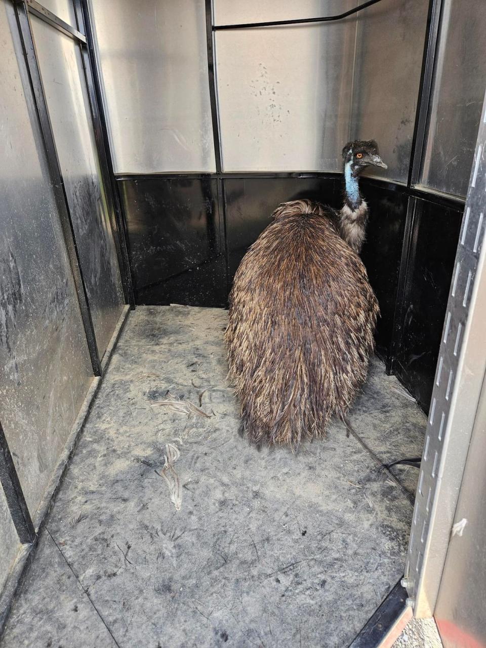 Keith the emu is now loving his forever home in northeast Calgary after being plucked from a southern Alberta highway in late June.