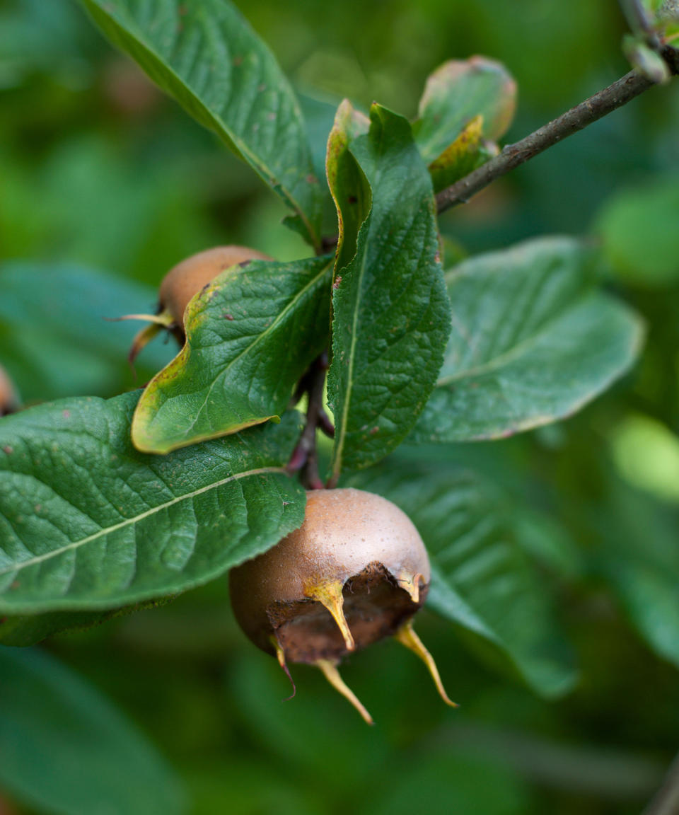 23. Mespilus germanica 'Royal'