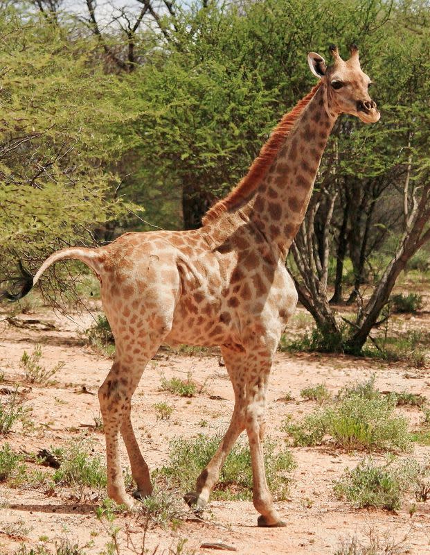two legged giraffe