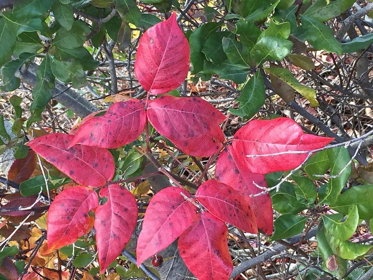 Poison ivy will turn crimson during the fall season. So, enjoy the vibrant display, but avoid the urge to touch.
