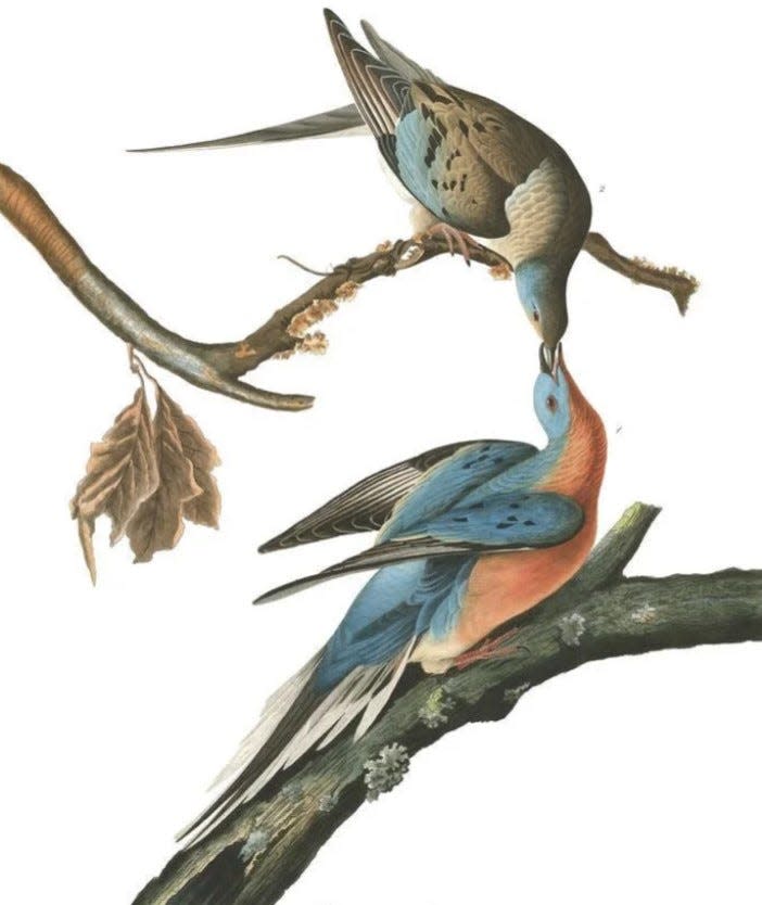 This painting shows a pair of passenger pigeons, a bird that has become synonymous with extinction in this country as it was once widespread across eastern portions of Canada and in states like Texas and Florida.