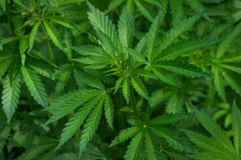 London’s first private clinic promising faster access to medical cannabis is to open in Harley Street.Its backers say it will offer a “lifeline” to patients suffering chronic pain or neurological conditions who are unable to access cannabis-derived medicines on the NHS.The Medical Cannabis Clinics — London will be the second in the country to be opened by ECH (European Cannabis Holdings) Medical. In March it opened the UK’s first clinic in Cheadle, Greater Manchester.Medical cannabis was legalised in the UK last year but is currently unlicensed, meaning it can only be prescribed by specialists or a GP acting under the instructions of one. Families say it is almost impossible to access it on the NHS, despite its legalisation. Cases such as those of Billy Caldwell, 13, and Alfie Dingley, seven, have highlighted the benefits of cannabis oil to children with epilepsy who suffer multiple seizures.The London clinic will not have a paediatric department at the outset. Appointments cost £200 and prescriptions will cost £600 to £700 a month. Former government drugs czar Professor David Nutt, of Imperial College London, told BMJ that “ignorance” of the value of cannabis medicines among doctors was holding back their use.The Government says the evidence for the effectiveness and cost-effectiveness of medicinal cannabis is “embryonic”. A review of Nice guidelines, which determine whether the NHS should pay for it, is due to be published in the autumn.The London clinic will have a GP who can assess patients and refer them to an on-site specialist with the power to approve a prescription. Cannabis treatments will be offered where conventional treatments have failed.The clinic will offer “potentially life-changing” treatment for arthritis, epilepsy, multiple sclerosis, Alzheimer’s and Parkinson’s. It may also benefit people with psychiatric conditions and stroke patients. More than 150 people are said to be on a waiting list.Clinical director Professor Mike Barnes, the consultant neurologist who helped secure the first medicinal cannabis licence for Alfie Dingley, said: “This clinic will represent a lifeline to the thousands of patients who have found other treatments ineffective.”