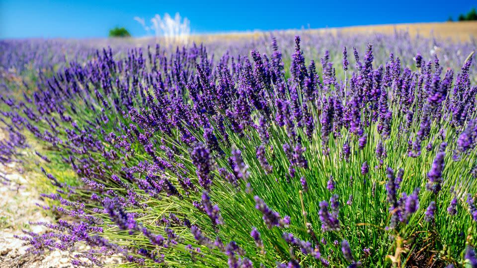 Lavender fields forever. - Pierre Longnus/The Image Bank RF/Getty Images