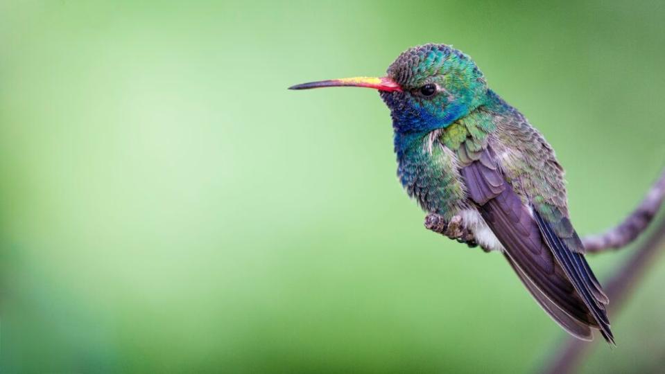 Broad-billed Hummingbird

