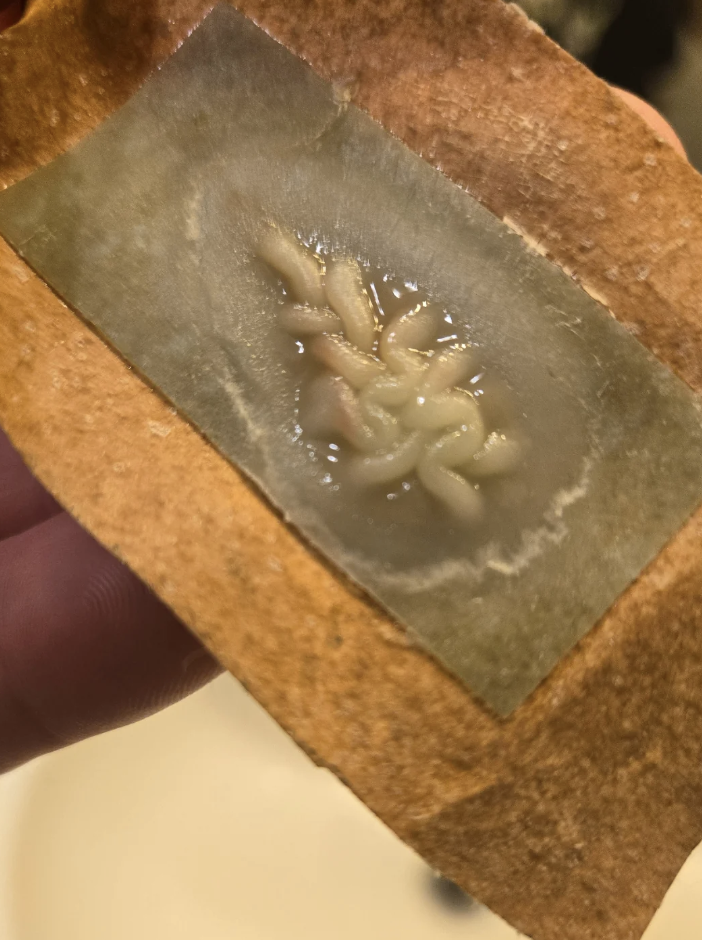 A close-up of a person's hand holding a piece of cardboard with several small, white worms on it