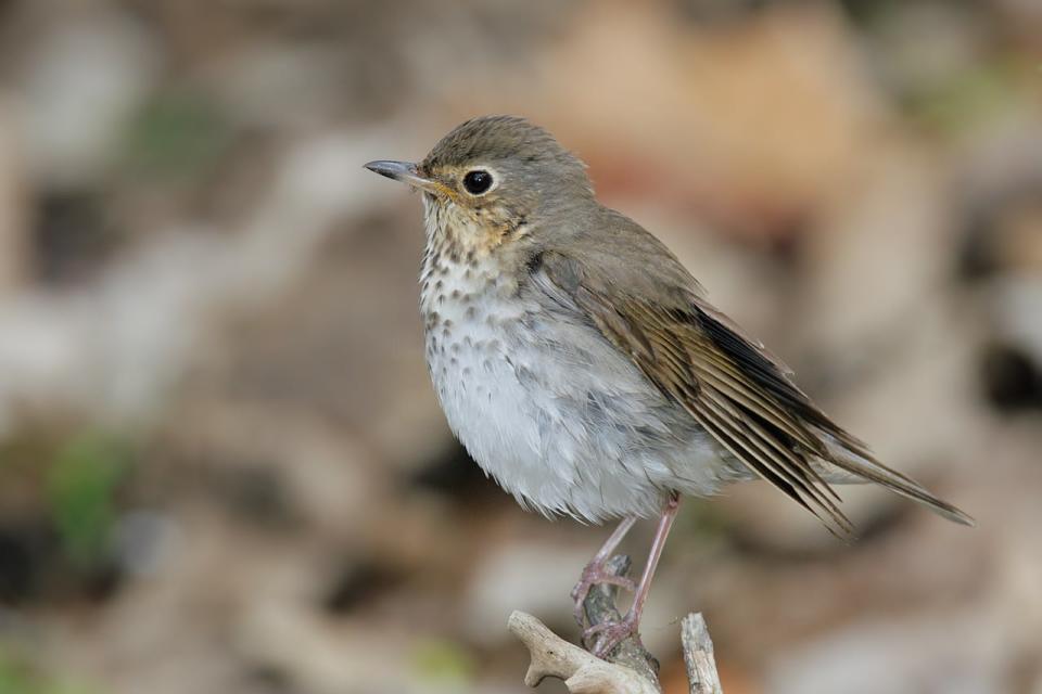 Swainson's Thrush: 73% breed in the boreal forest